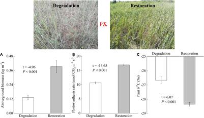 Responses of Above- and Belowground Carbon Stocks to Degraded and Recovering Wetlands in the Yellow River Delta